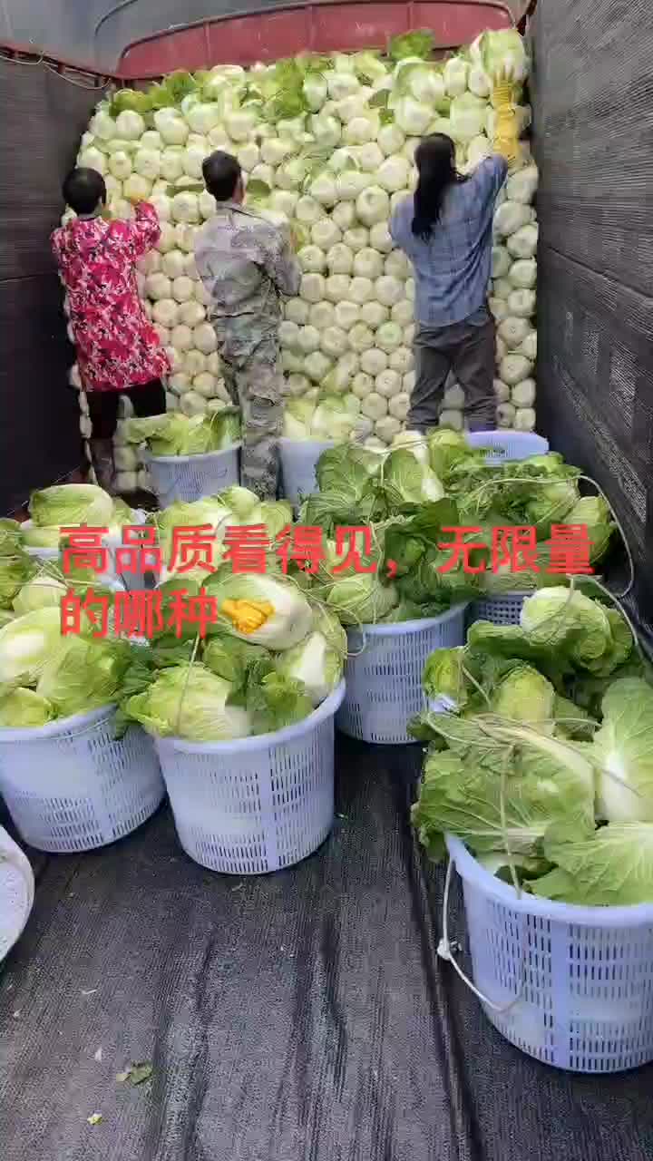 黄心白菜，大量优质黄心，诚信保证