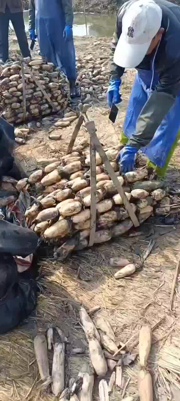 新鲜大地红莲藕盐城建湖上货中，莲藕皮色白嫩个头大藕节圆润