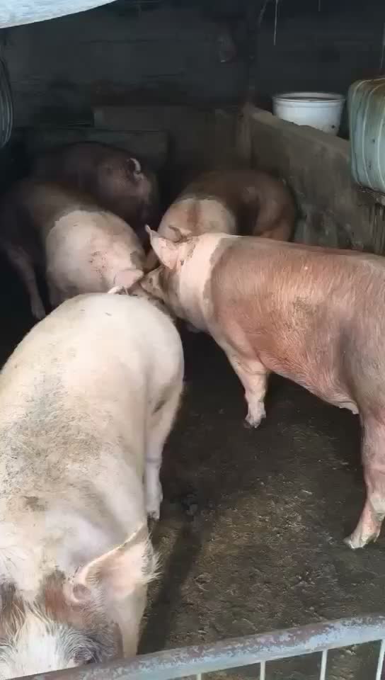 三元猪