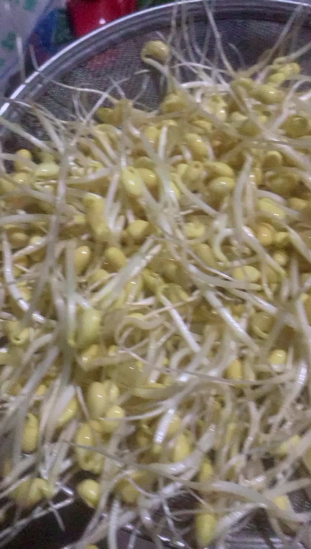 黄豆芽自有加工厂品质发全国市场超市欢迎来电咨询