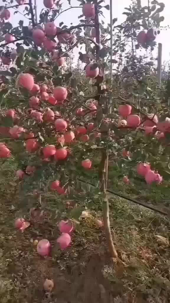 鲁丽华硕蜜脆秦脆秦月维纳斯黄金水蜜桃等各种