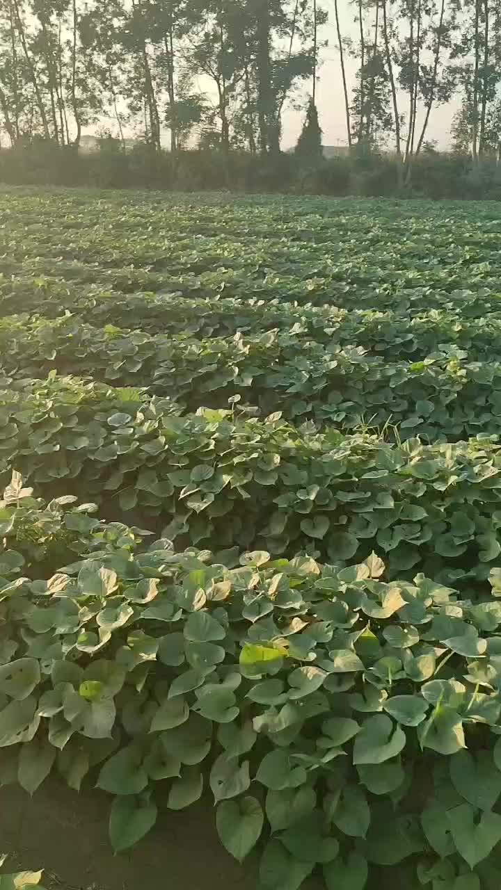 泰紫薯一号，广东种植基地