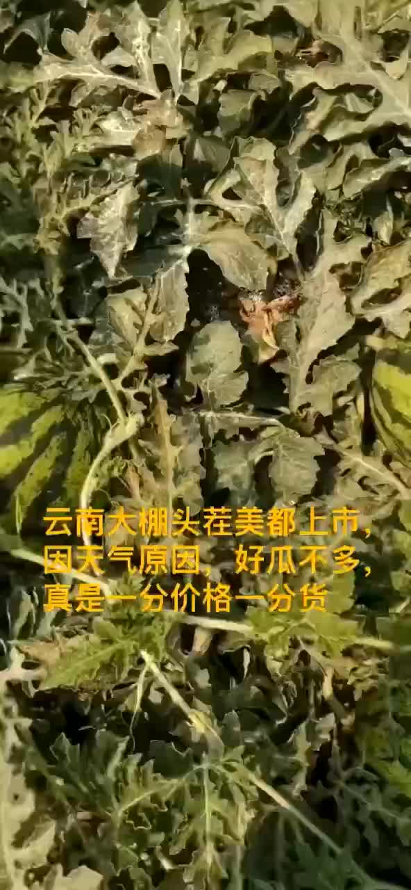 甜王，云南西瓜