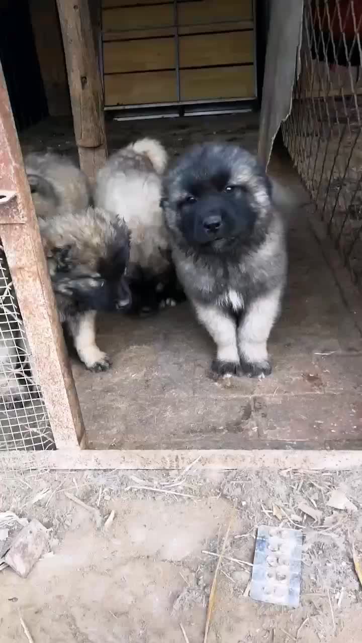 高加索幼犬巨型熊版高加索护卫犬俄罗斯牧羊犬猎犬