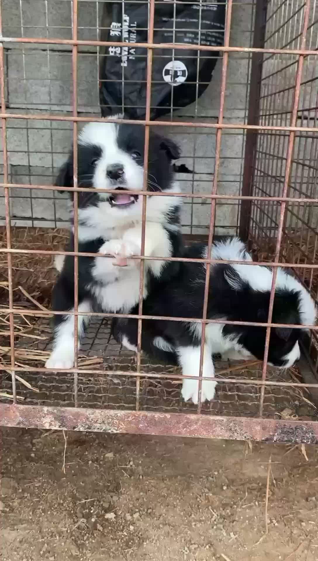 边牧幼犬纯种血统边境牧羊犬双血统赛级边牧宠物犬