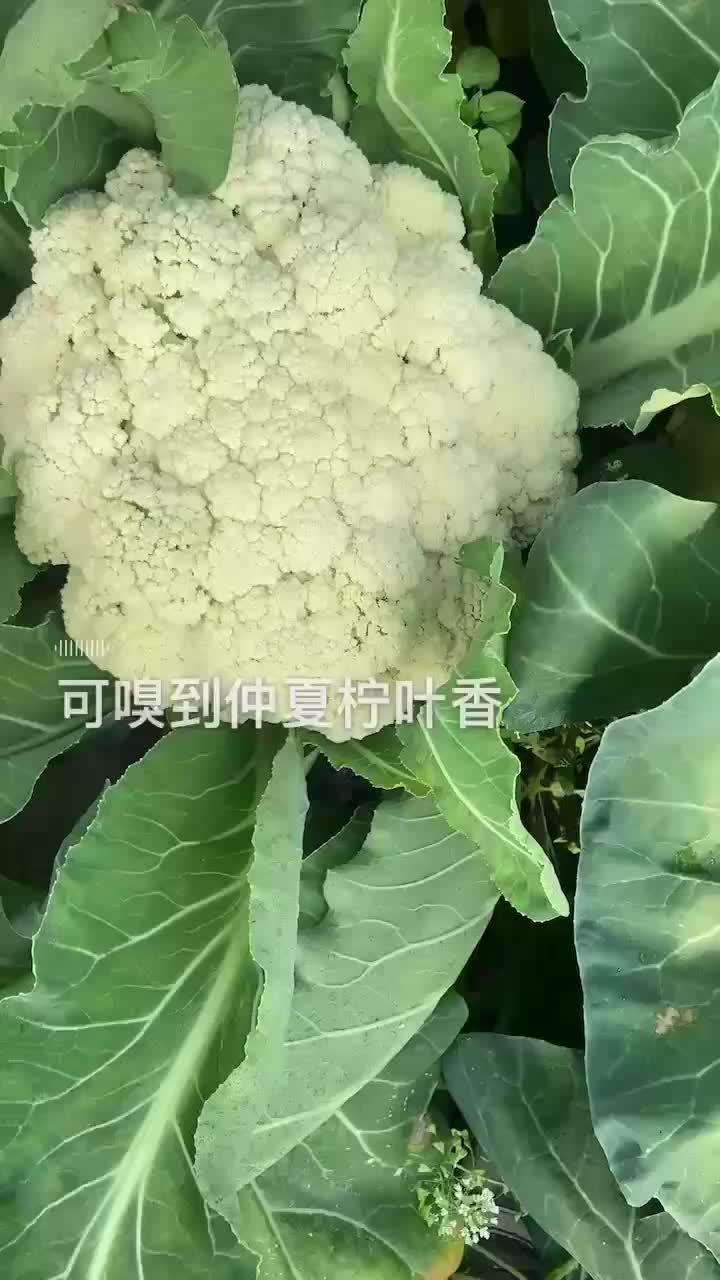 精品花菜