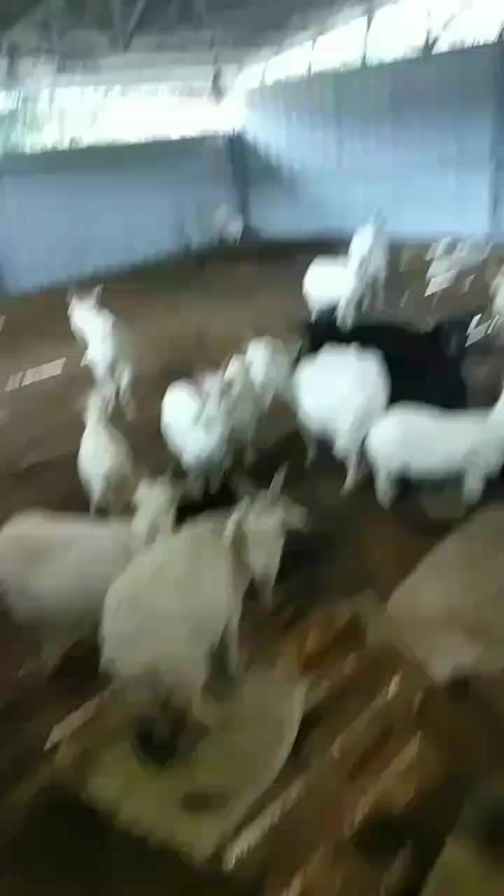 农家土山羊，公羊，母羊，小羔羊。自己喂的山羊。