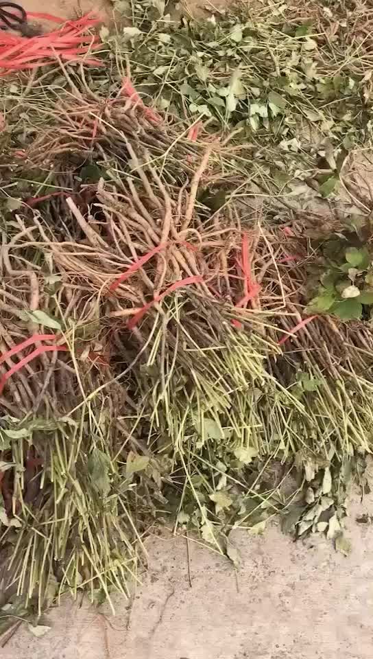 药用牡丹苗苗圃直销，來人來電聯繫電話，一亩田交易