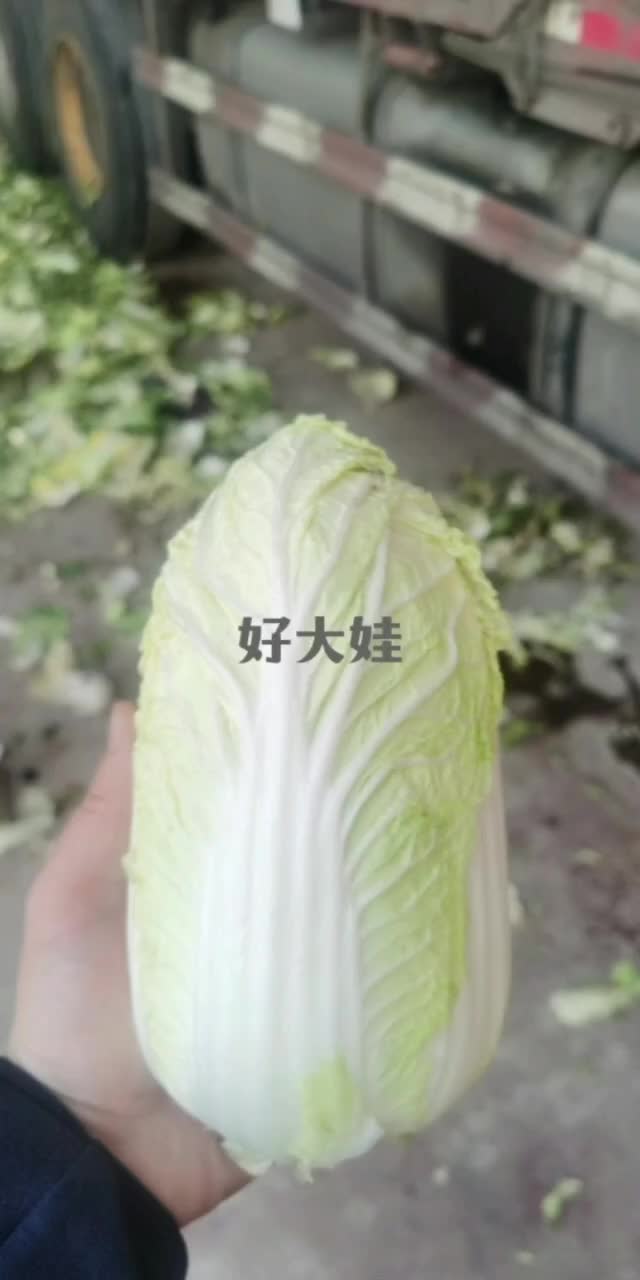 卖娃娃菜