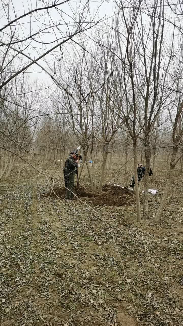 丛生五角枫高7米丛生五角枫五角枫基地