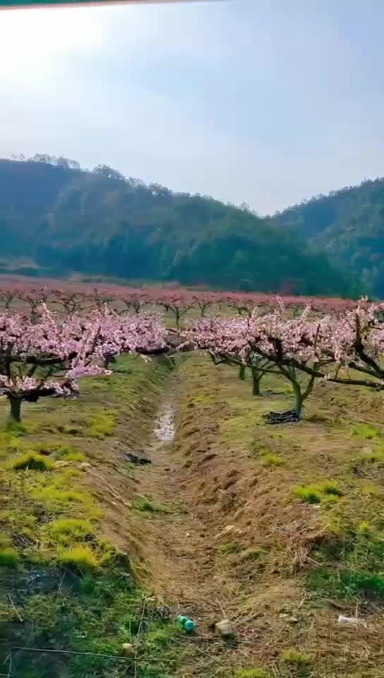 世外桃源十里桃花农庄出租或转让