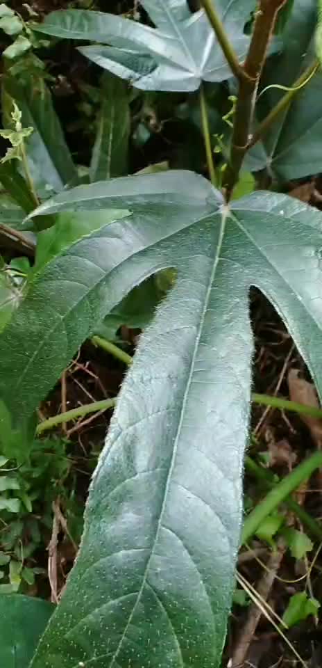 野生五指毛桃。需要的老板提前预定，请在一亩田平台