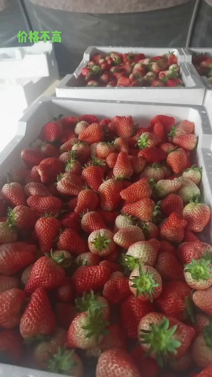 江苏徐州贾汪耿集草莓十月底上市！做草莓的老板提前做好准备