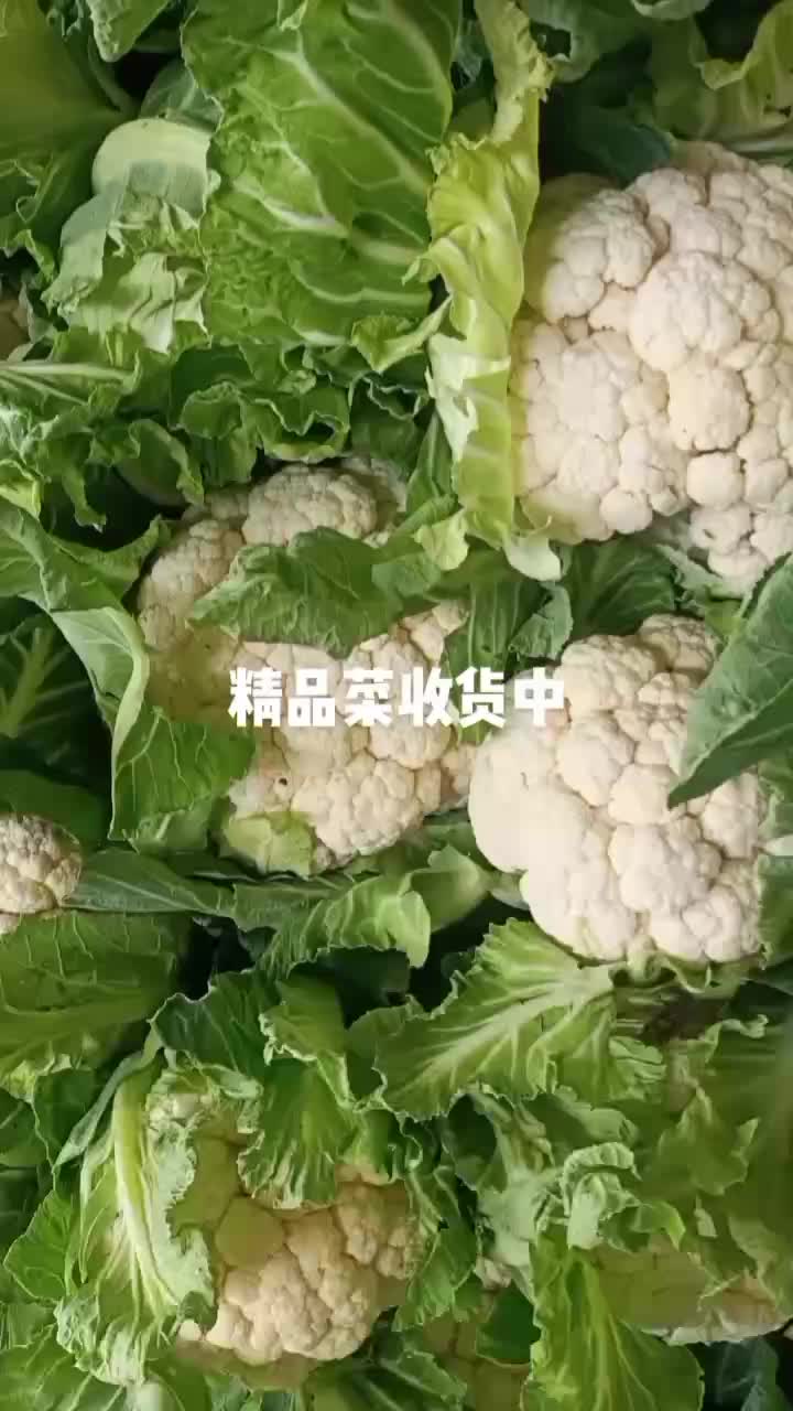 精品白花，花白无根，价格便宜，大量供货，欢迎各地客商采购