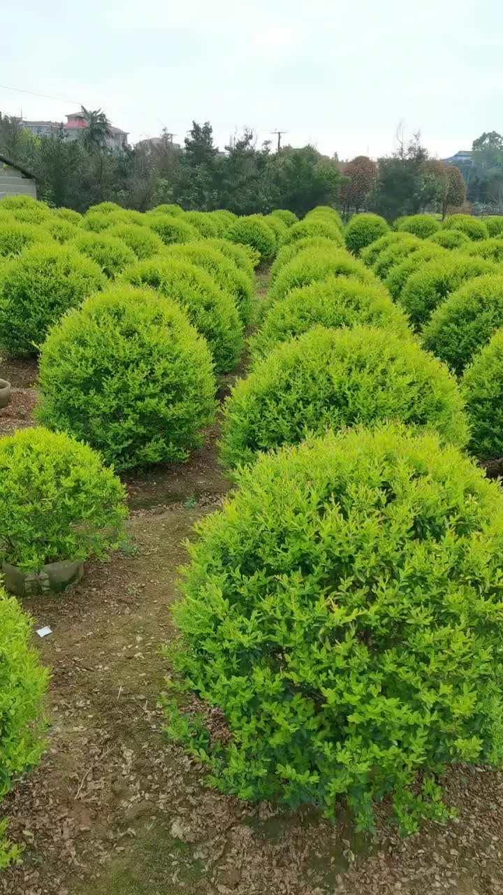 苗圃供应精品移栽金冠女贞球金冠雨贞色耐修剪易成活量大从优