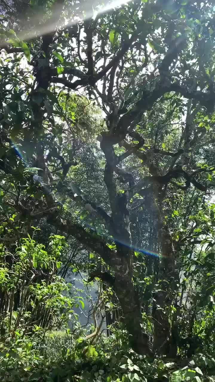 古树已陆续采摘需要，古树纯料的老板可以看过来了