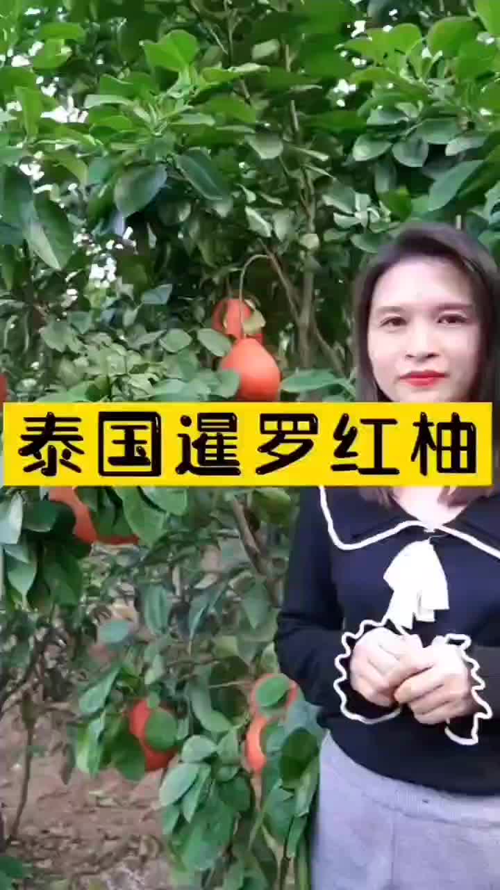 新品泰国暹罗柚子树苗南北方四季种植红心蜜柚三红柚子苗