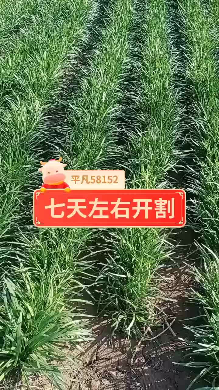 红根韭菜