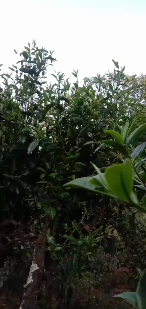 一百多年，小树茶