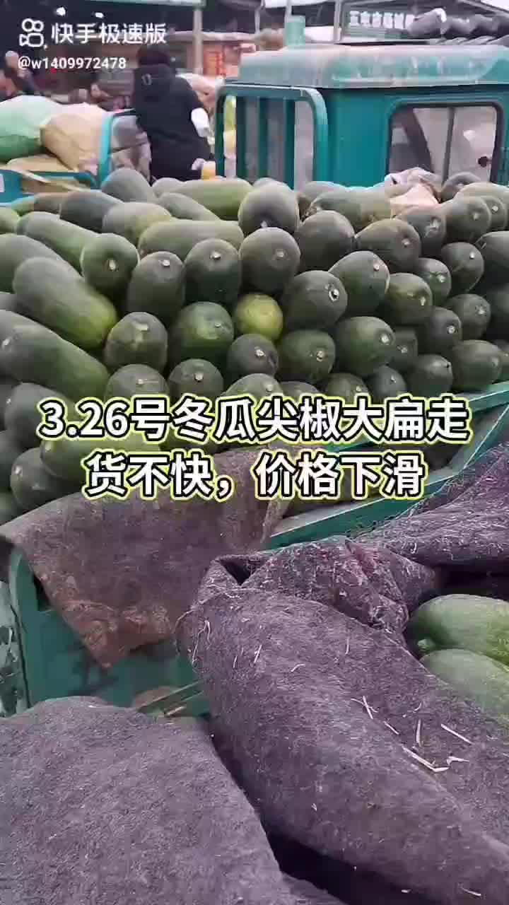 冬瓜大量上市欢迎老板来订货黄瓜景大今天价格是