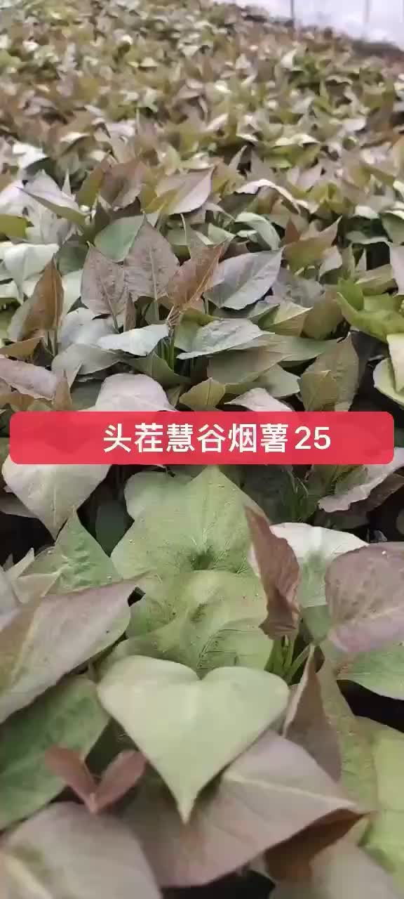 脱毒慧谷烟薯25红薯苗，大地济薯26红薯苗，多个品种