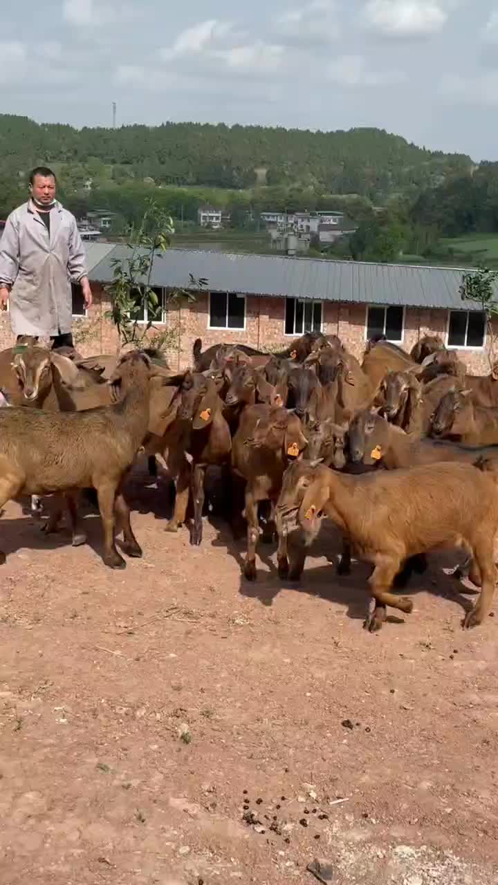 简阳大耳羊，努比亚山羊，种羊，羊苗