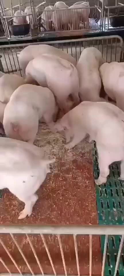 二元母猪长白大白母猪