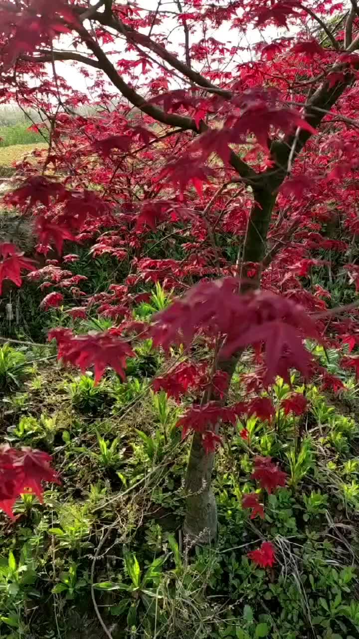 红枫树苗日本红枫美国红枫苗中国红四季红庭院绿化红枫盆栽红