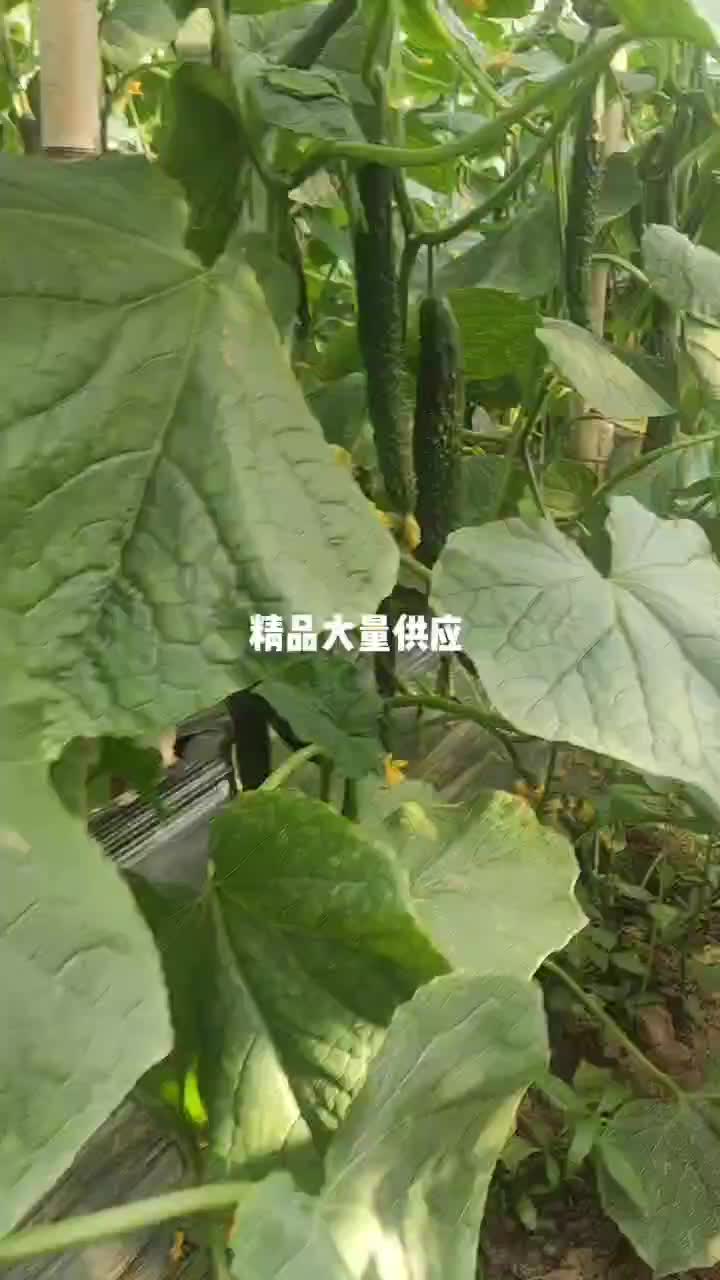 精品黄瓜河南周口扶沟县曹里蔬菜园区欢迎您的到来