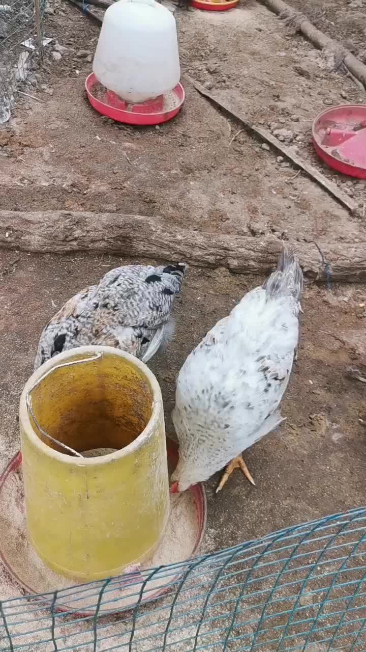 土鸡