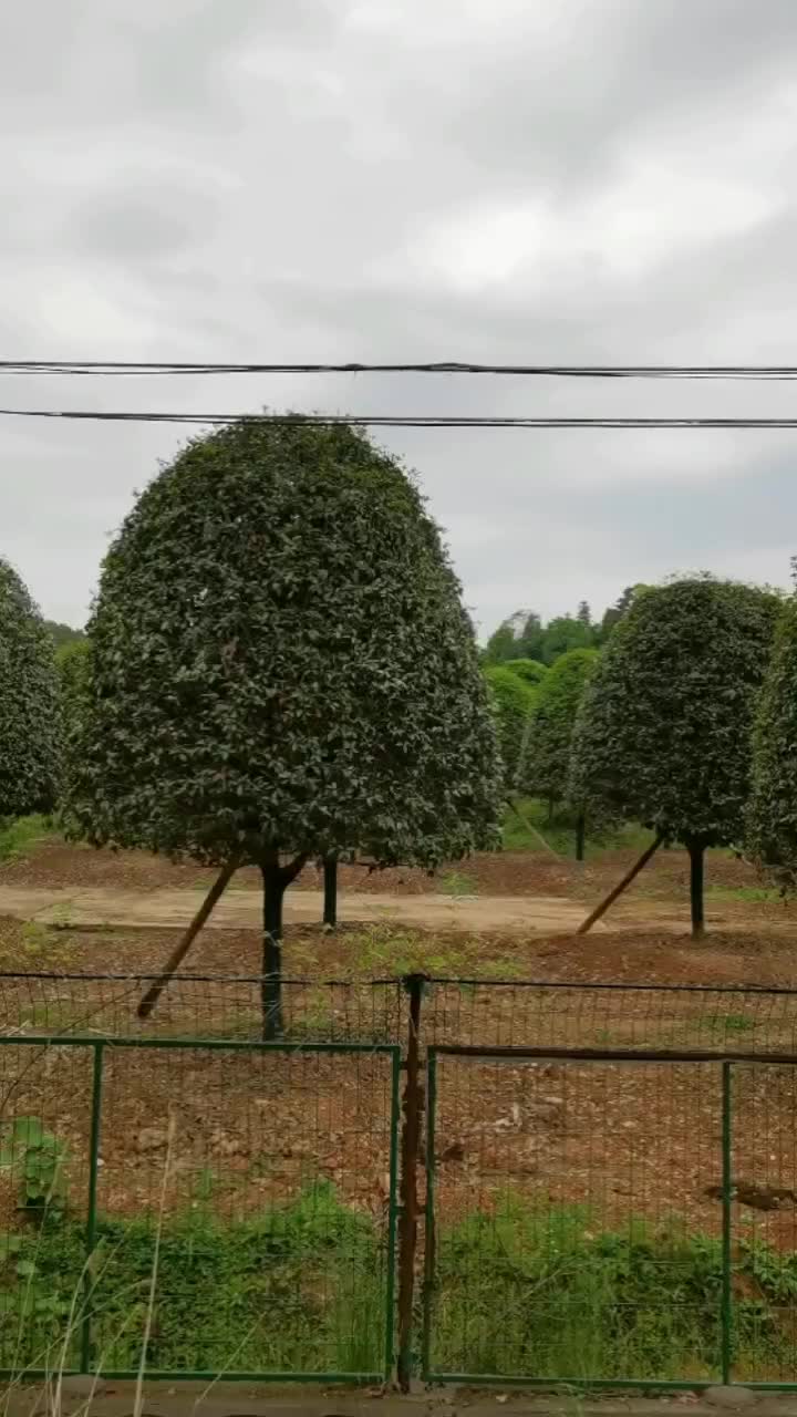 产地供应湖南桂花精品八月桂丹桂高杆桂花低分枝丛生桂花批发