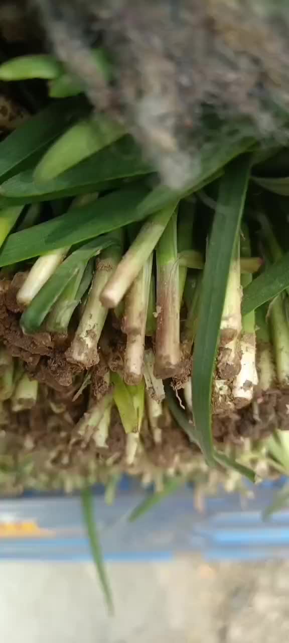 雪虎蔬菜养殖基地，