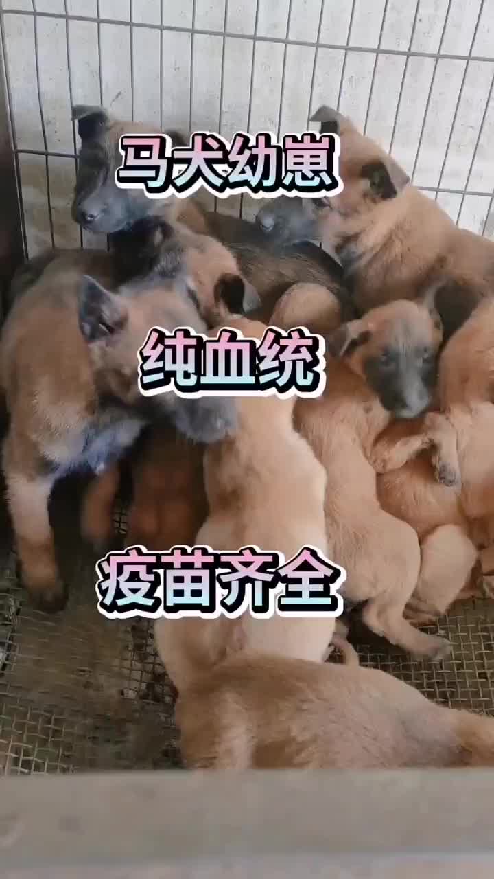 狗狗