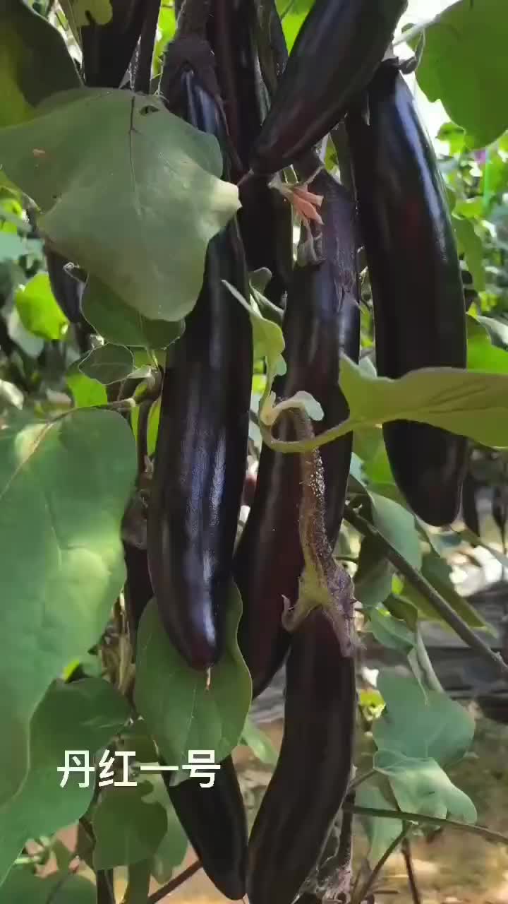 紫鄂长茄，果皮厚，亮度好，植株旺盛节节有瓜。抗紫花病毒。