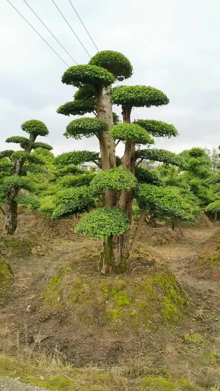 苗圃供应精品造型小叶雨贞桩多杆小叶雨贞景观桩景量大从优