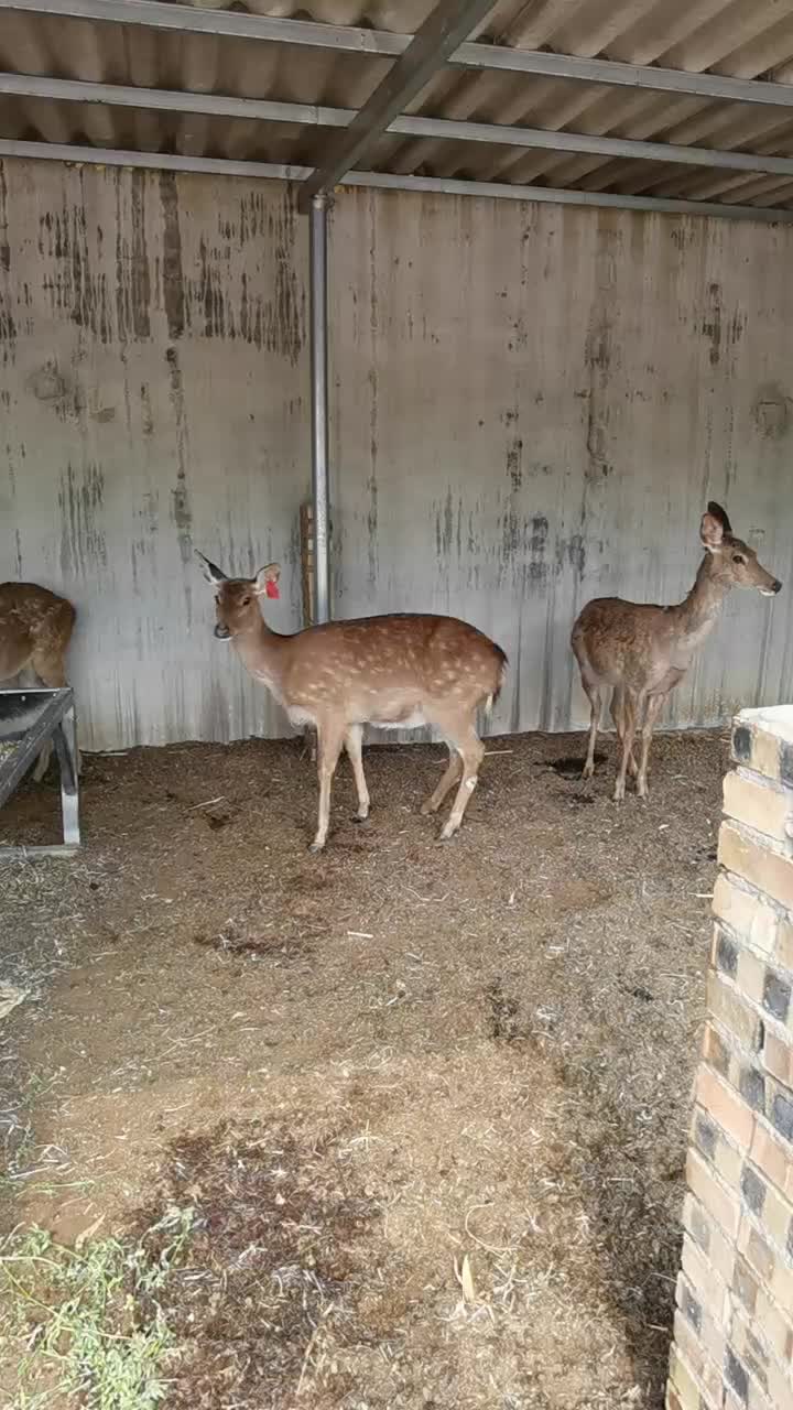 出售梅花鹿