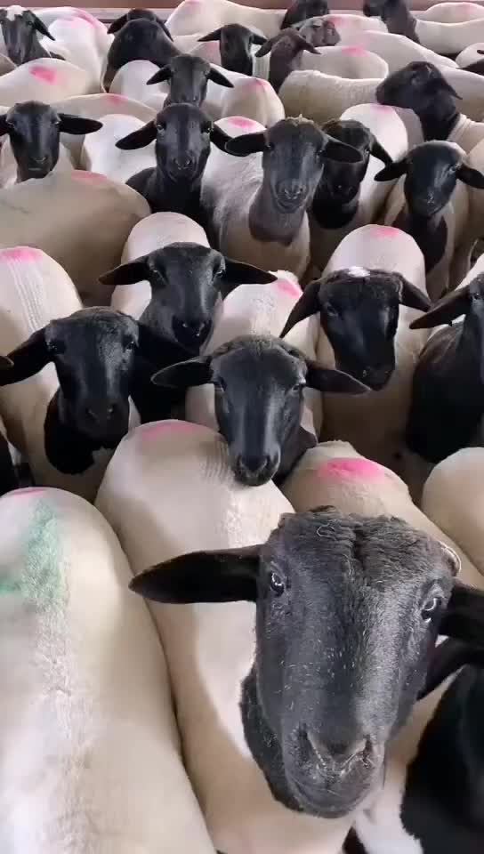 杜波种母羊