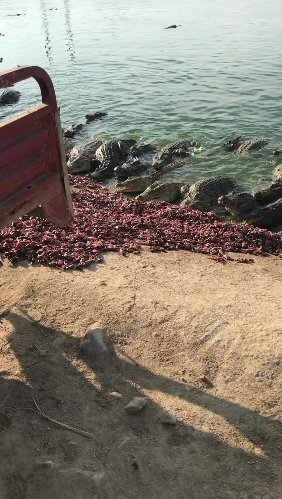 新鲜现杀现发鳄鱼肉摘，大量批发，真空包装，新鲜