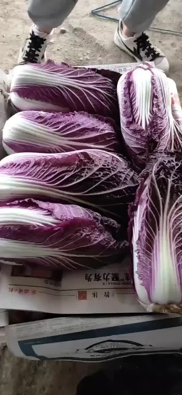 紫白菜