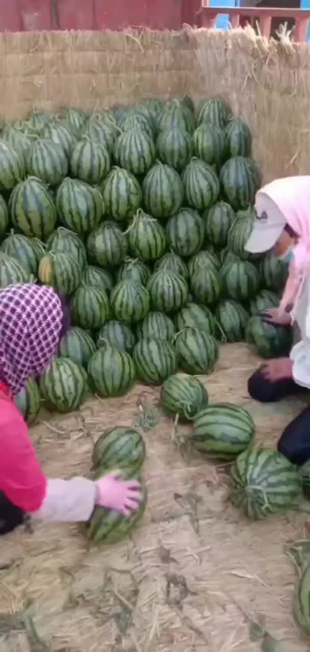 精品甜王基地大量上市，欢迎大家采购