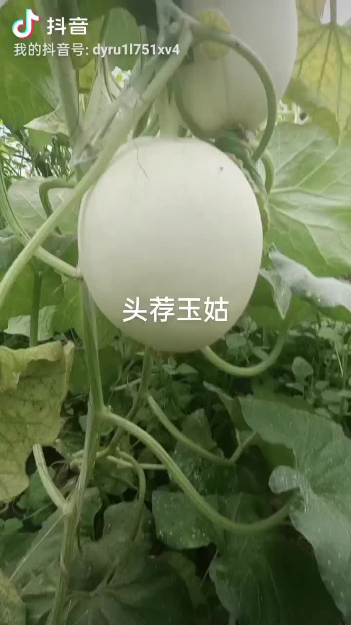 玉姑大量上市