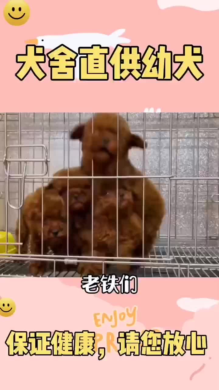 泰迪犬