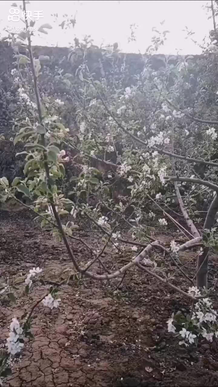 苹果，金银花，葫芦籽，核桃