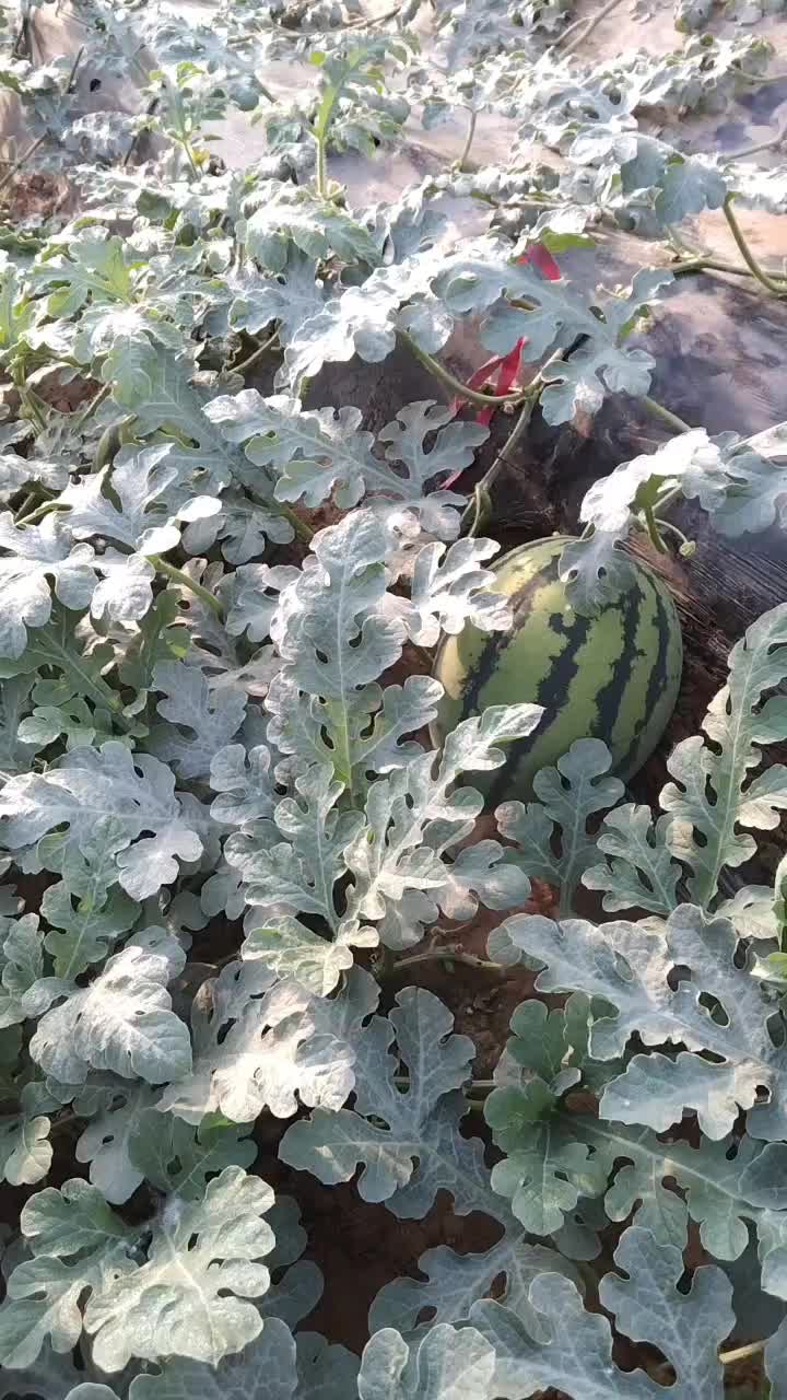 大量西瓜已上市，欢迎订购