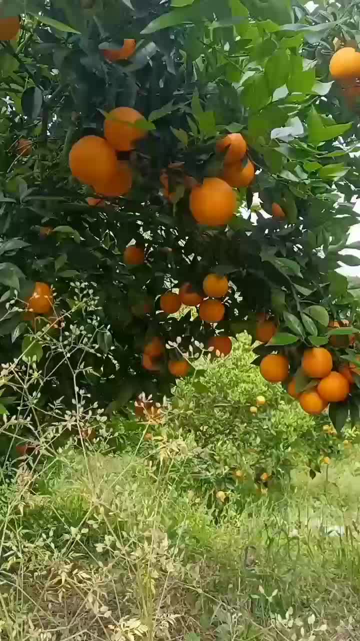 湖南江永夏橙鲜果大量上市，皮薄多汁，口感清甜。