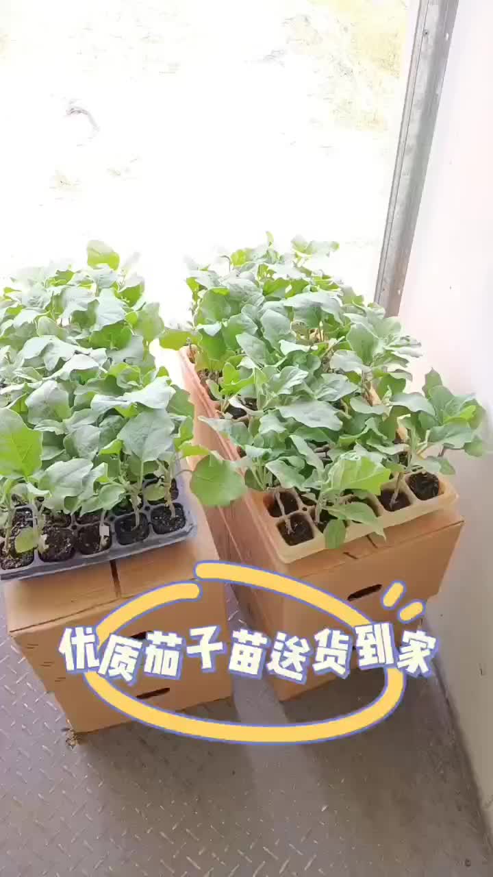 长年培育各种绿鄂长茄苗，紫鄂长茄苗，品种齐全。