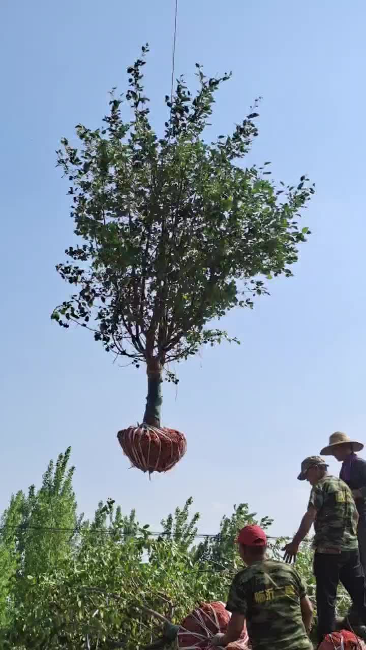 徐州李氏园林苗圃出售8/15垂丝海棠量大