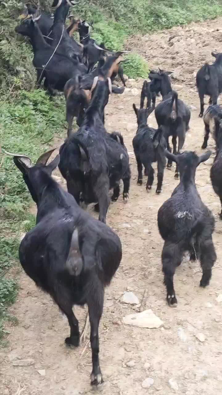 我出售本地小耳黑山羊