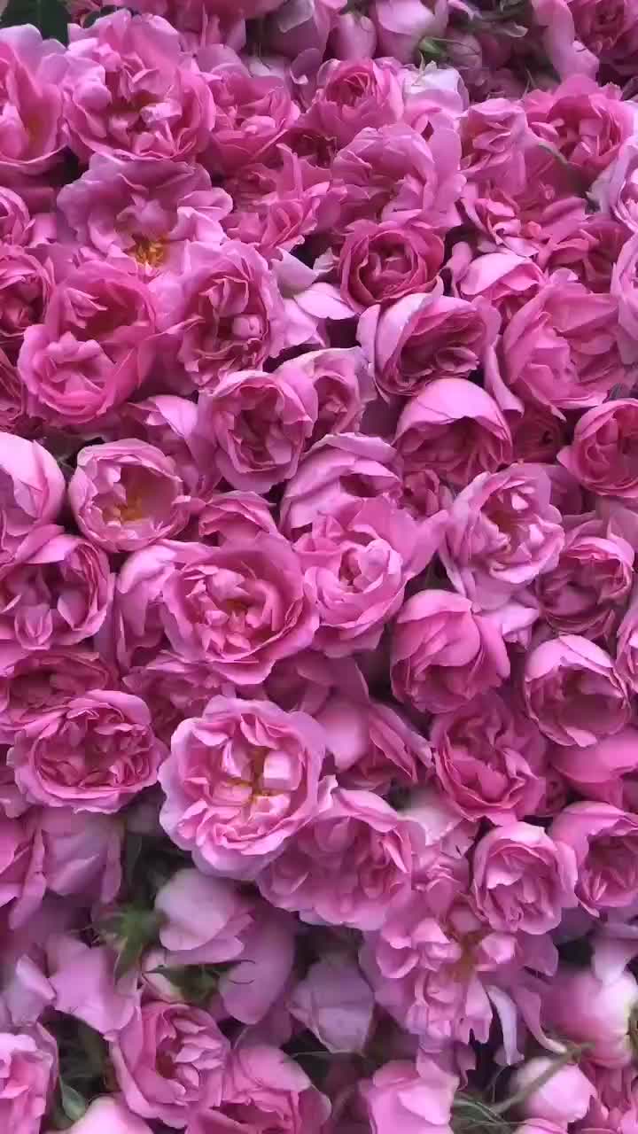 大马士革玫瑰花腌制中