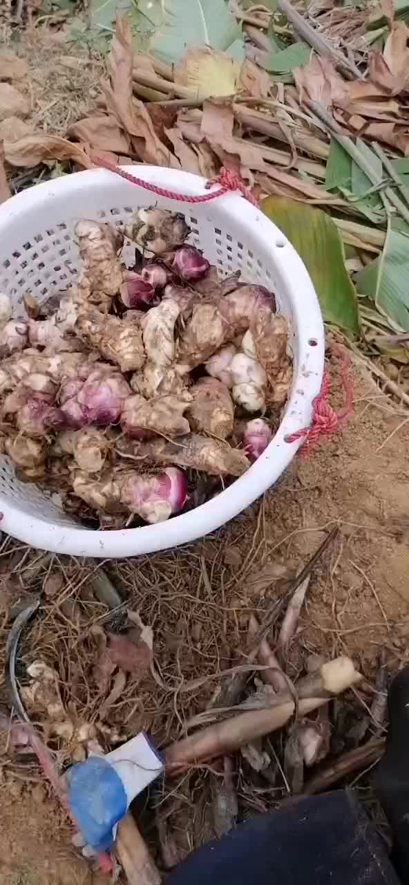 2斤起包邮蕉芋粉，自家种植，量大更优惠。